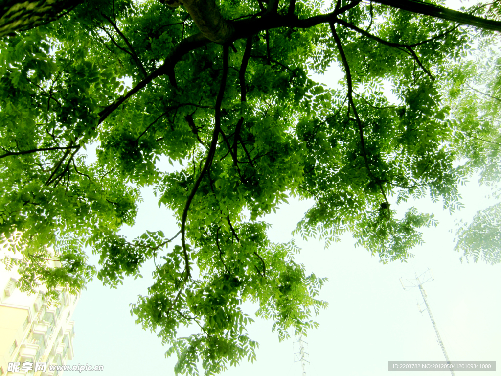 绿荫