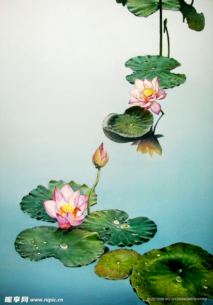 清清莲花