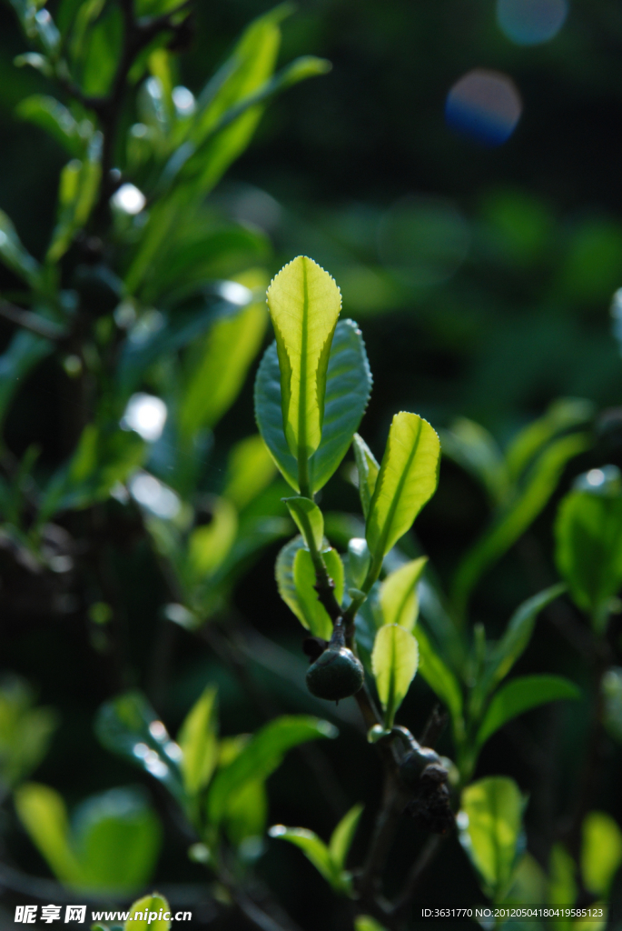 武夷春茶