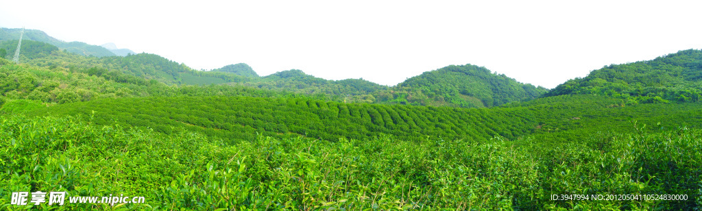 茶园风景 田园风光