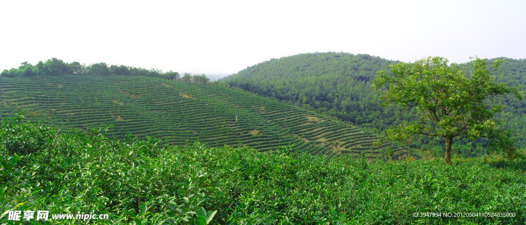 茶园风景