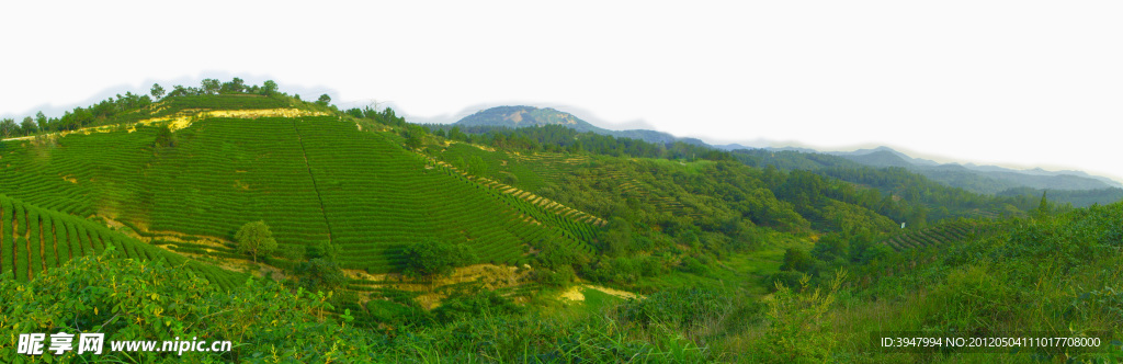 茶园风景 田园风光