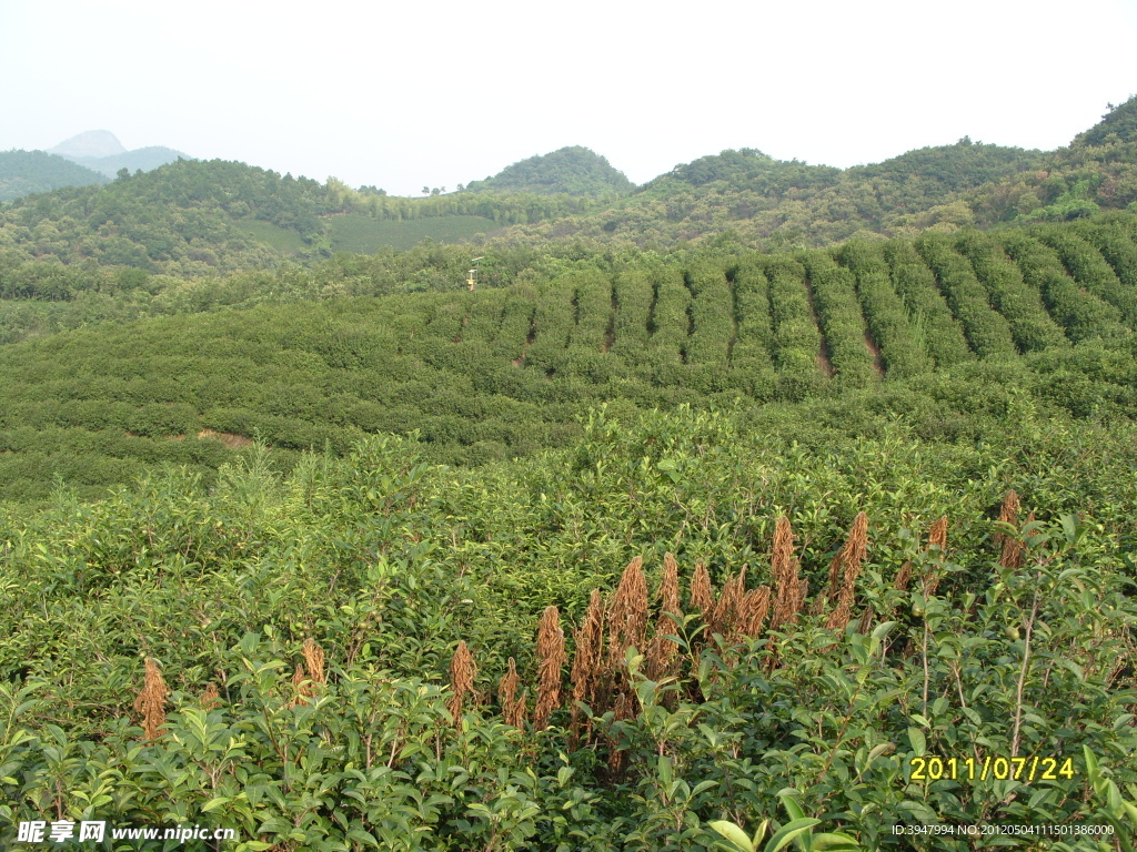 茶园风景