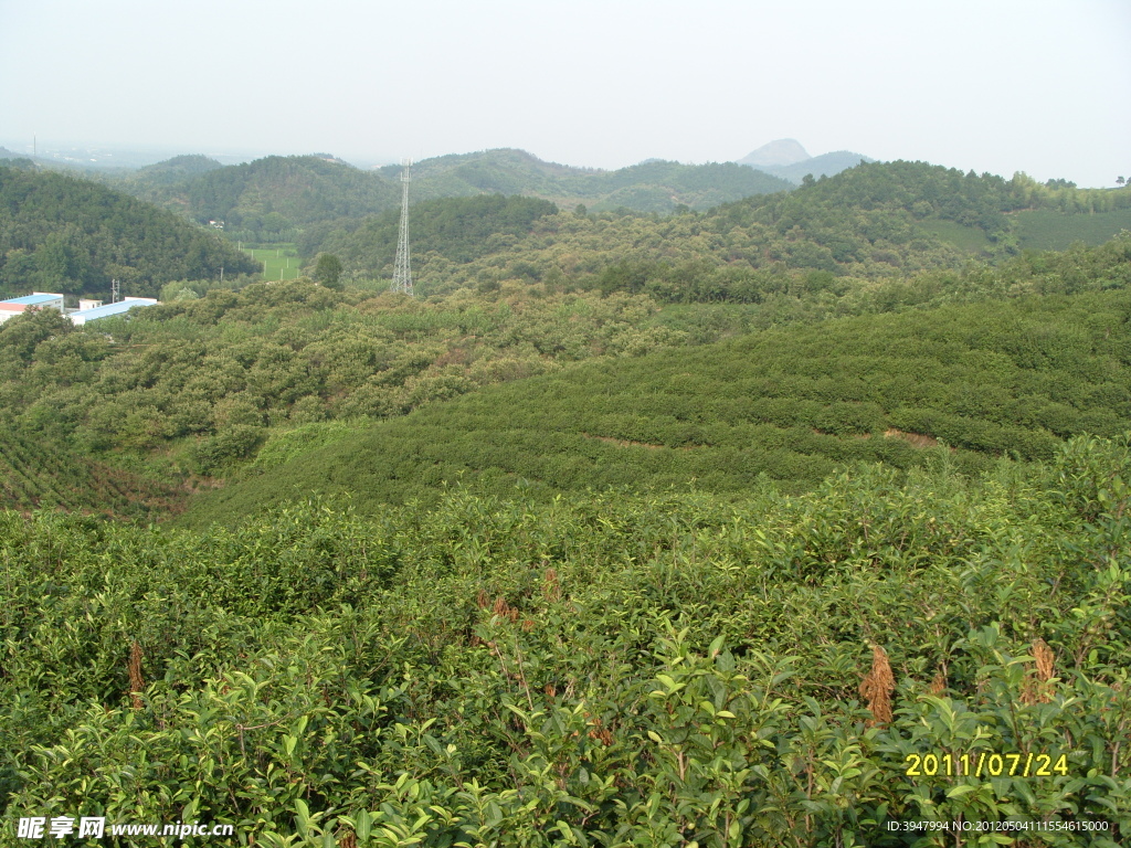 茶园风景