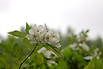 小白花