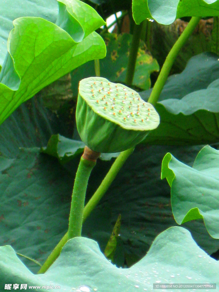 莲子
