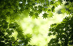 森林（Forests）