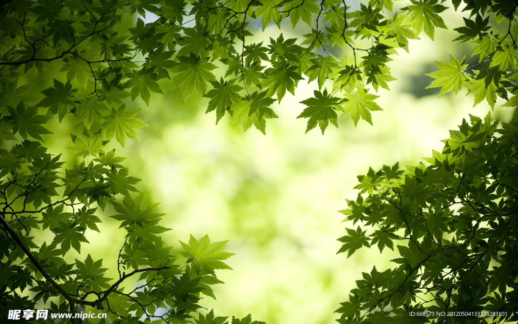 森林（Forests）