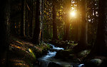 森林（Forests）