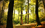 森林（Forests）