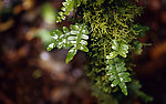森林（Forests）