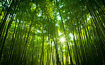 森林（Forests）