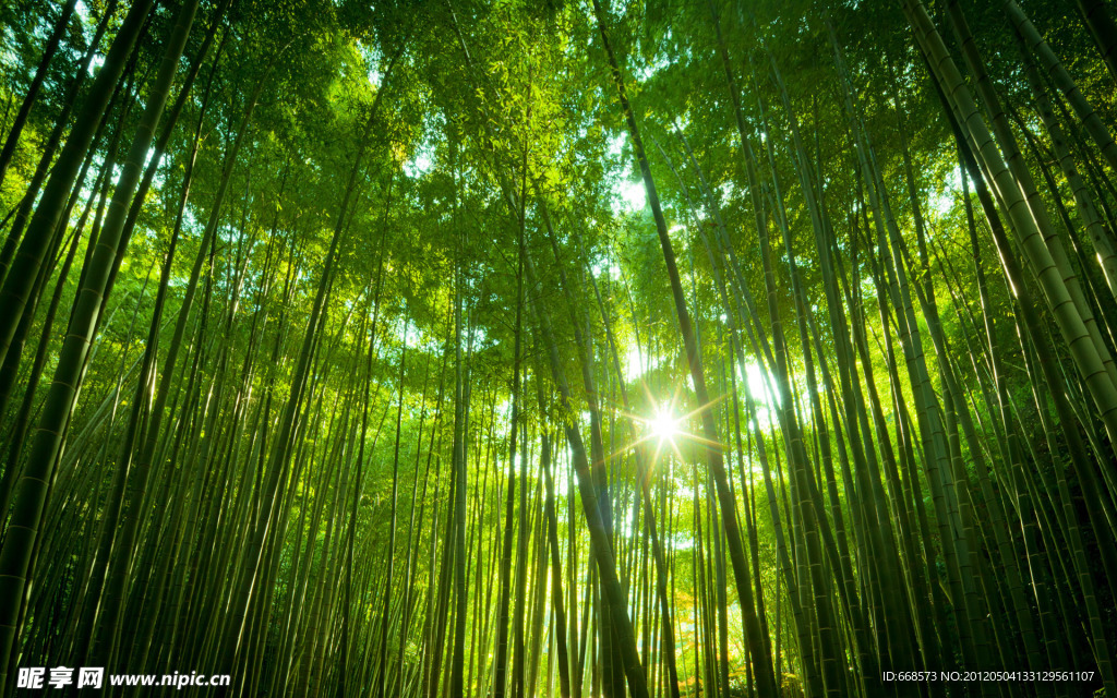 森林（Forests）