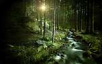 森林（Forests）