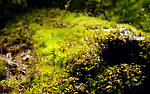苔藓