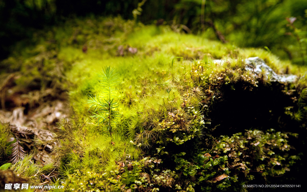 苔藓