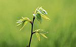 森林（Forests）