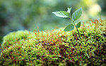 森林（Forests）
