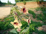 野花野草