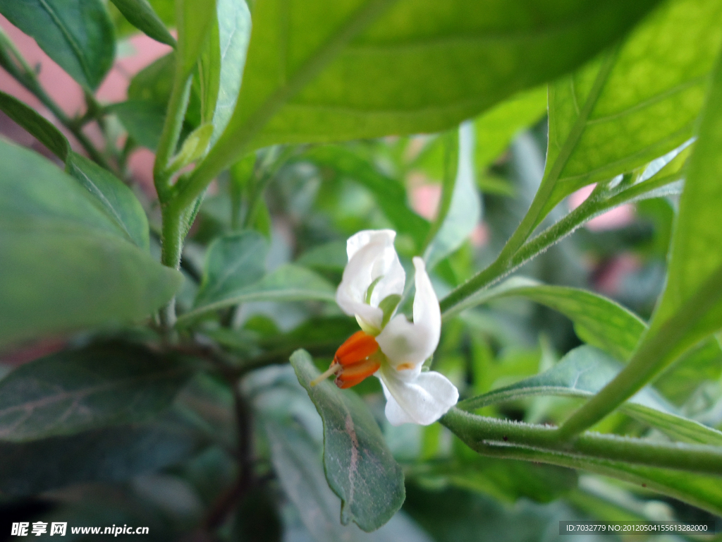 小白花