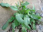 大叶子的野菜