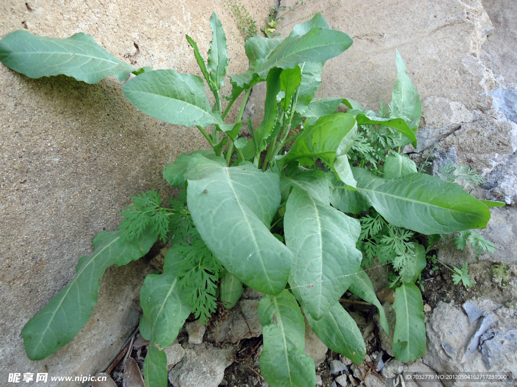 大叶子的野菜