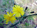 高清苦菜花