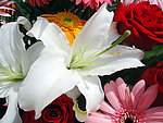 鲜花百合