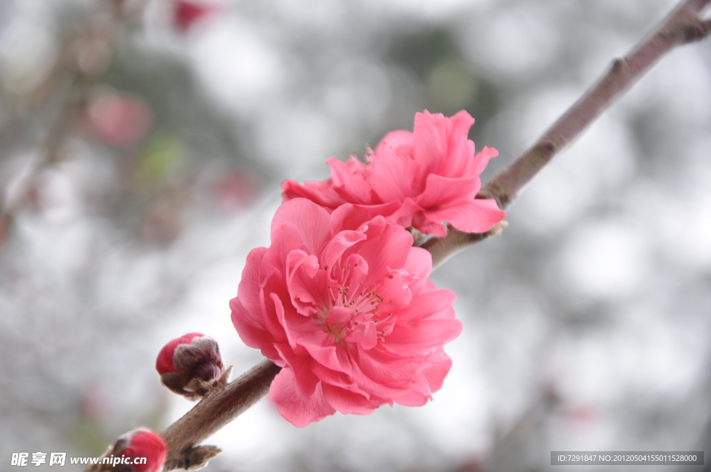 桃花