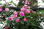 月季花