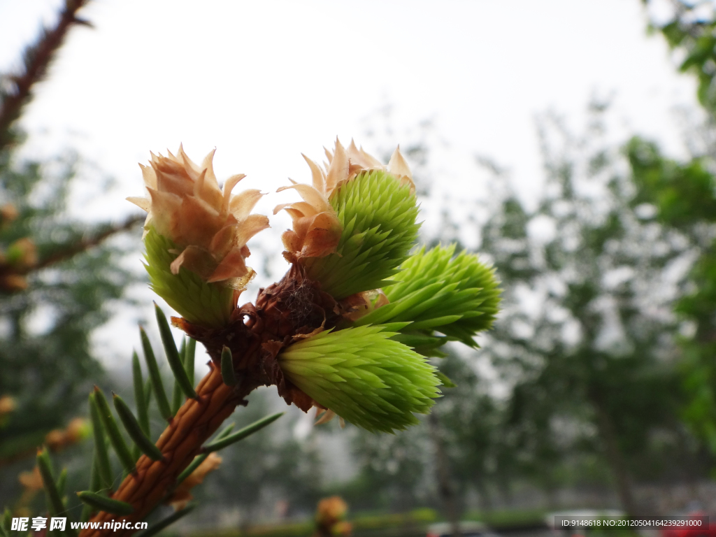 松芽