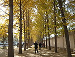 银杏树