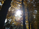 银杏树