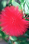 木芙蓉花