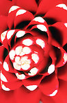 花朵微拍