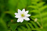 白花