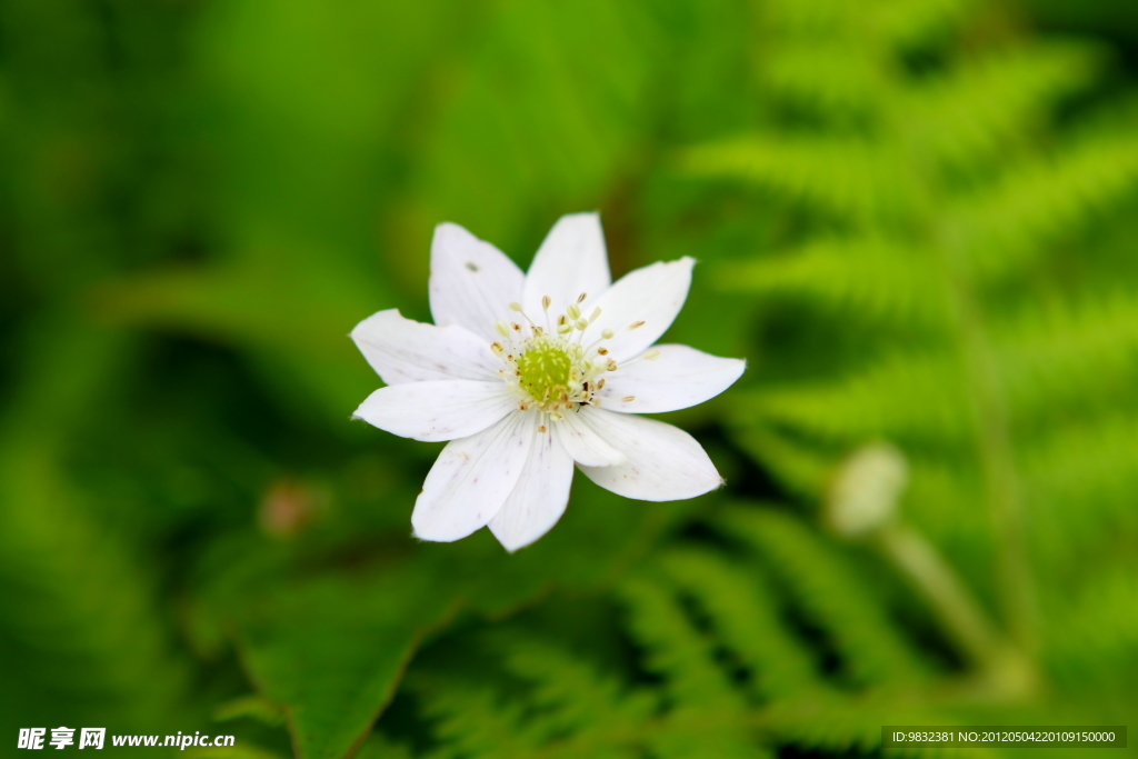 白花