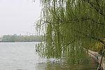 垂柳