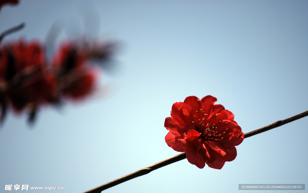 梅花