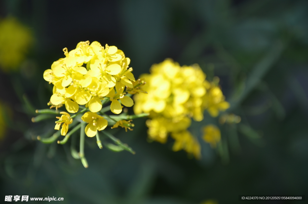 油菜花