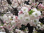 白色樱花
