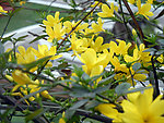 迎春花