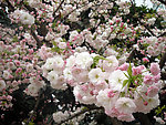 粉色樱花