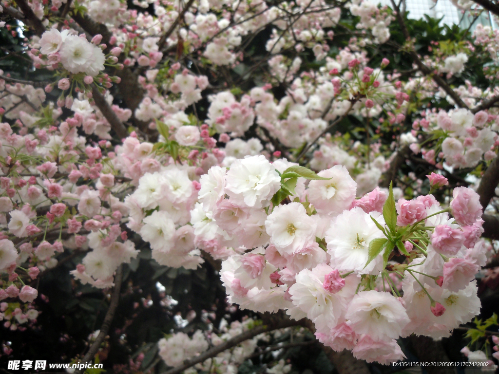 粉色樱花