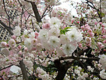 白色樱花