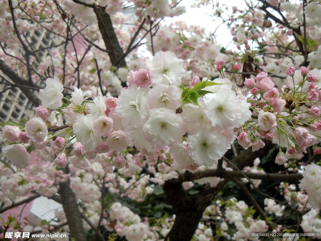 白色樱花