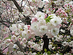 白色樱花