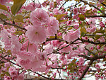 粉红樱花