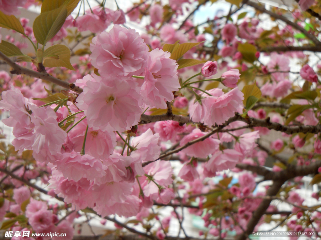 粉红樱花