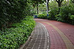 绿荫道